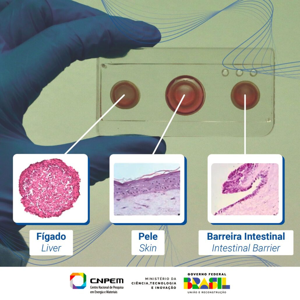 Os Avan Os Do Cnpem No Cultivo De Mini Rg Os Modelos Para Testagem