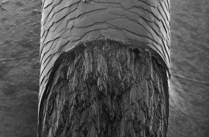 Imagem em microscopia eletrônica mostrando distintas regiões de um fio de cabelo como a cutícula mais externamente e as macrofibrilas que compõem o cortex mais internamente.  Apesar de útil para a vizualização de coisas muito pequenas, a microscopia eletrônica não é capaz de dar informações sobre sua estrutura interna e composição. Para isso, são necessárias técnicas mais avançadas como a difração de raios X.  