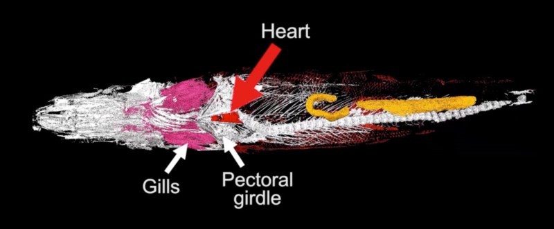 Researchers used specialised scanning techniques to put together 3D models of the fish, complete with colour-coded organs. (Scroll down for video!) Image: 2016, Maldanis et al