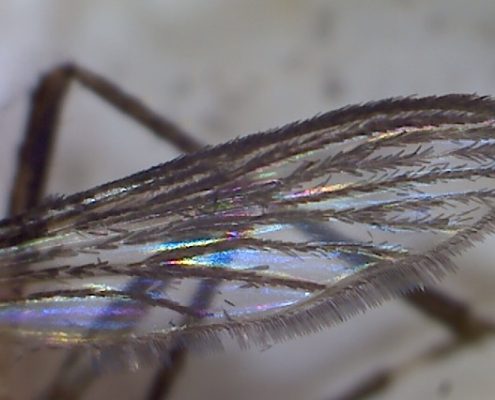 asa do mosquito Aedes aegypti