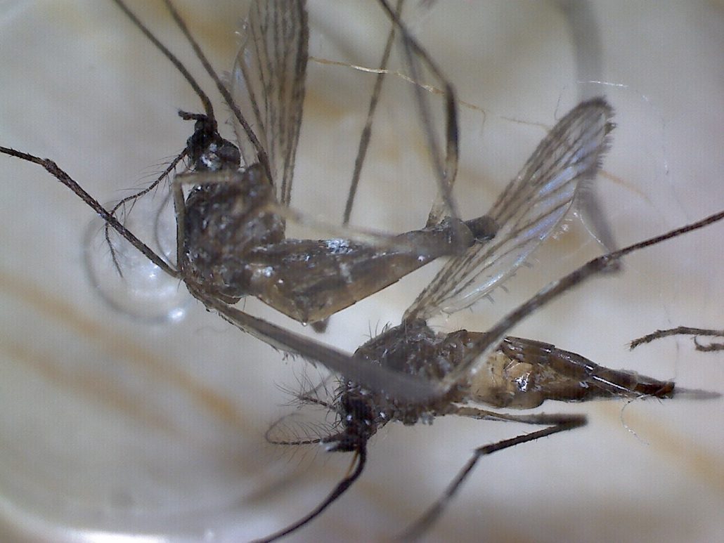mosquito Aedes aegypti