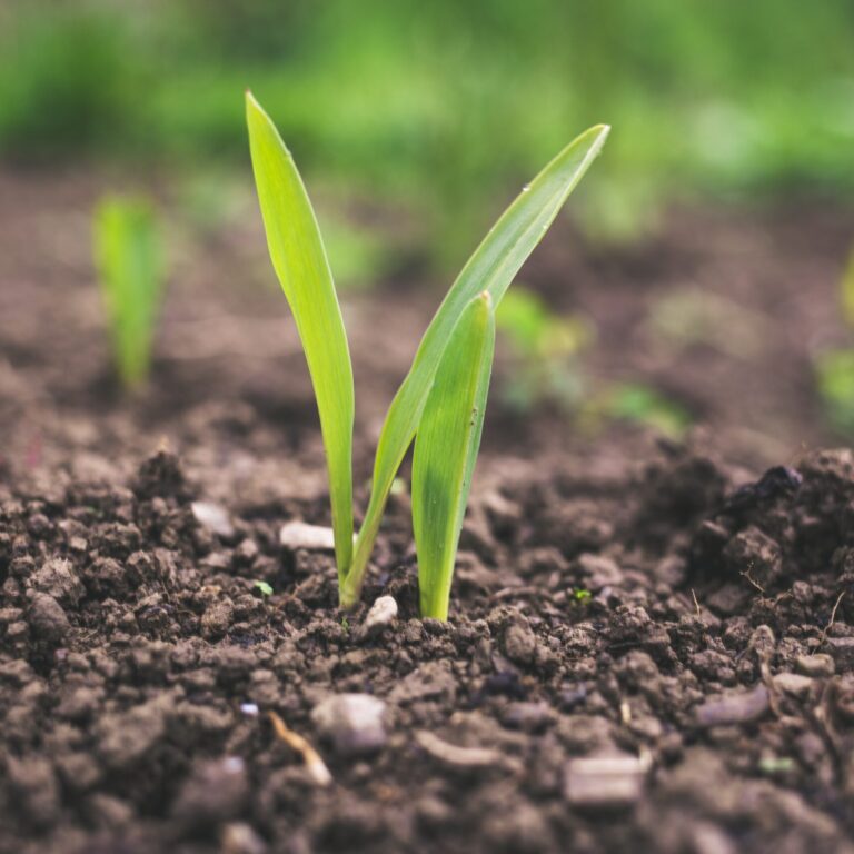 fertilizante biocarvão-roman-synkevych-fjj7lVpCxRE-unsplash