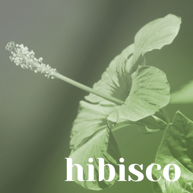 hibisco