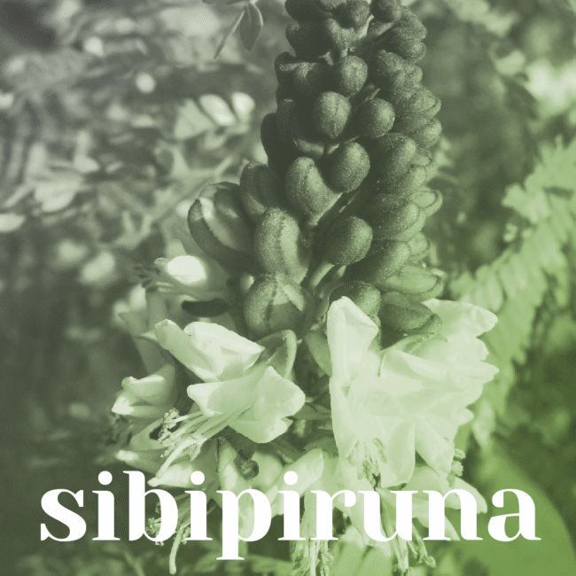 sibipiruna