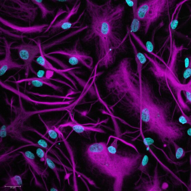 Imageamento-de-sistemas-biologicos-e-analise-automatizada-de-amostas