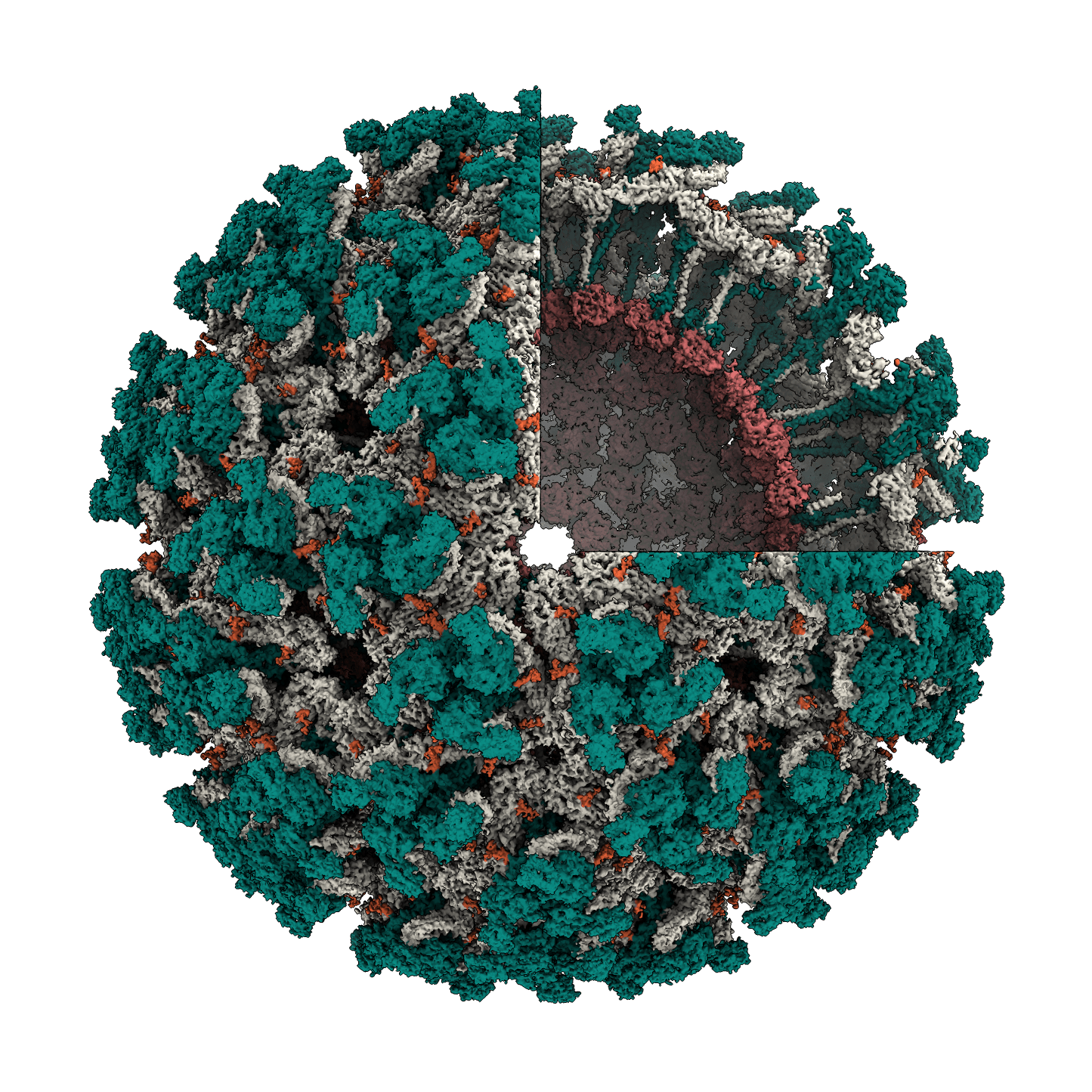 ORION criomicroscopia-min