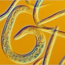 Biodefensivos para controle de nematoides