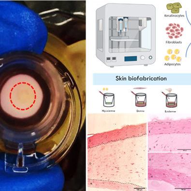 pele artificial 3d nature biology 2024