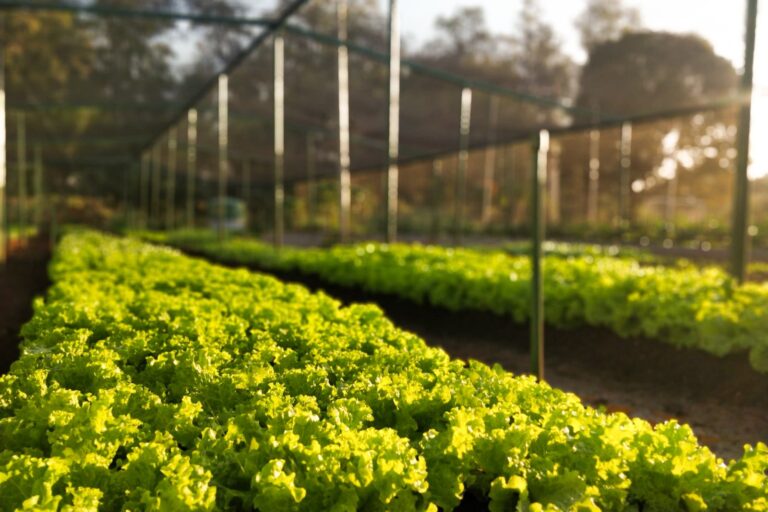Moeda social criada pelo CNPEM operacionaliza a troca de ações sustentáveis e sociais de colaboradores por itens de horta comunitária (Créditos: CNPEM/Divulgação)