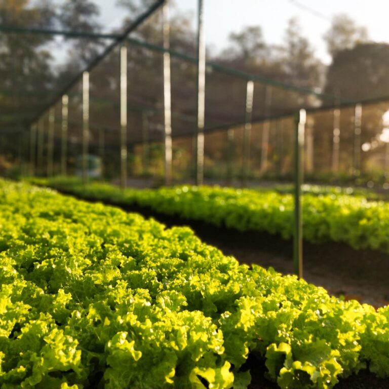 Moeda social criada pelo CNPEM operacionaliza a troca de ações sustentáveis e sociais de colaboradores por itens de horta comunitária (Créditos: CNPEM/Divulgação)
