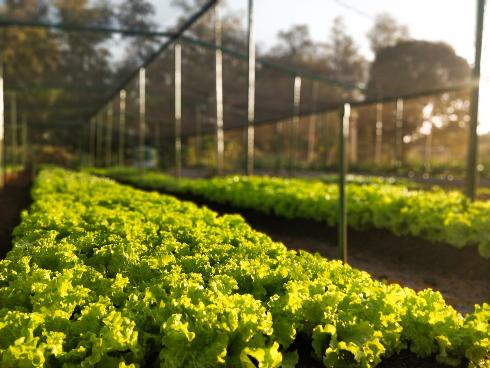 horta Moeda social criada pelo CNPEM operacionaliza a troca de ações sustentáveis e sociais de colaboradores por itens de horta comunitária (Créditos: CNPEM/Divulgação)